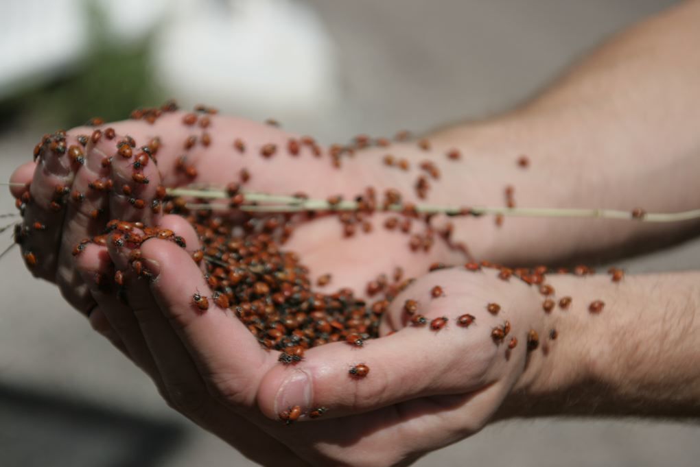 Nates Handfullof Ladybugs