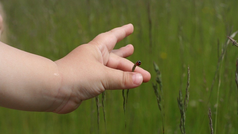 Grass Meadow Child Green Ladybug Red Palm Hand 1603201