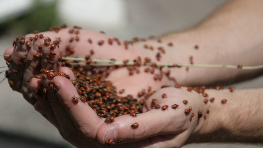 Nates Handfullof Ladybugs
