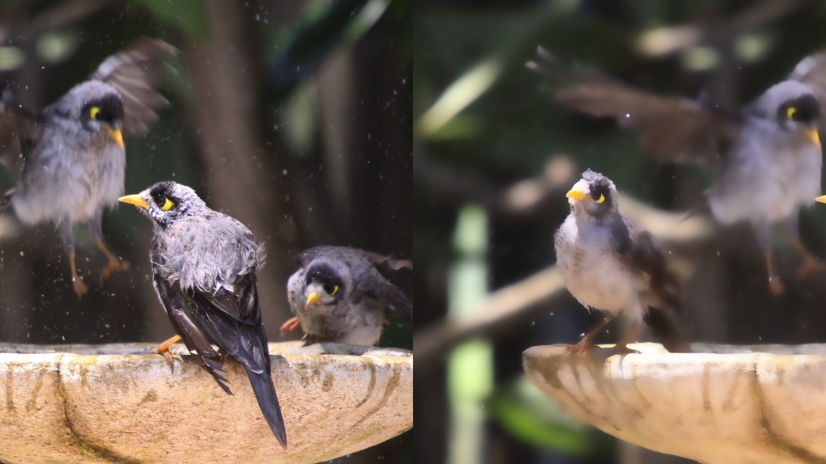 A little bit of photoshop gnat for cuda banner