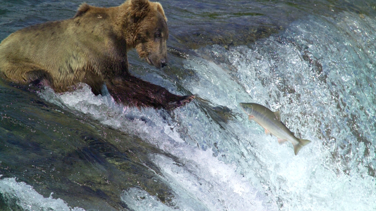 Bear fishing 2 AF7 F469 1 DD8 B71 C 0755 FF4 B50515 BE82 AF7 F469 1 DD8 B71 C 0755 FF4 B50515 BE8 jpg